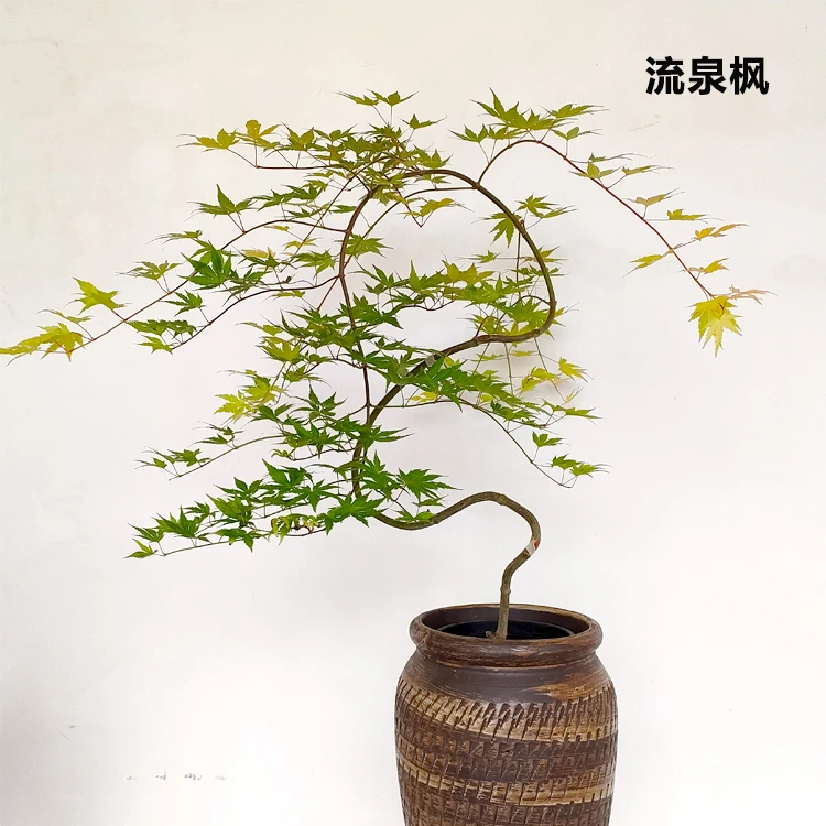 流泉枫造型老桩盆景禅意茶台盆景室内绿植盆栽客厅易养活