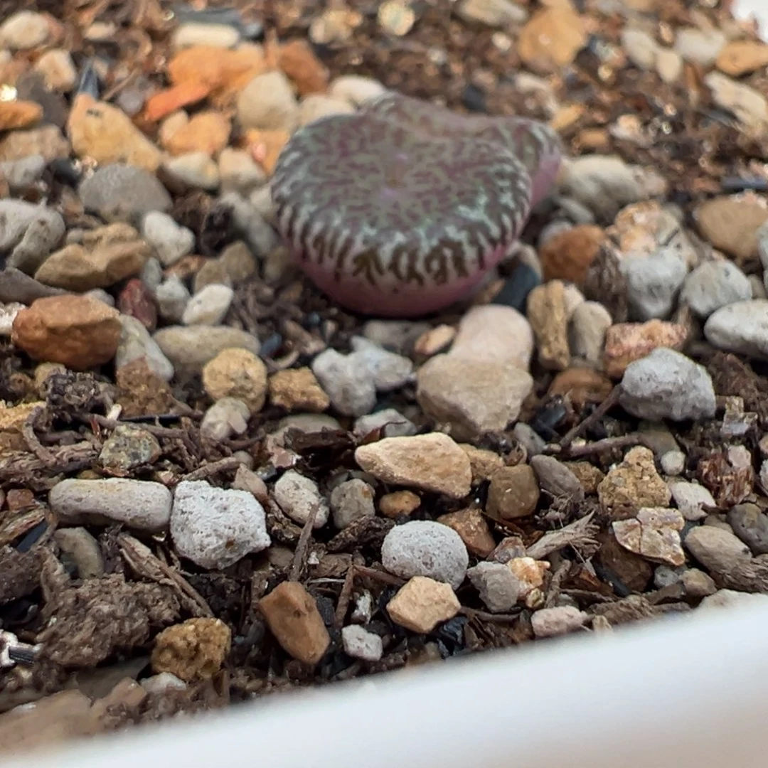 绵***绵25年秋切头 多肉植物