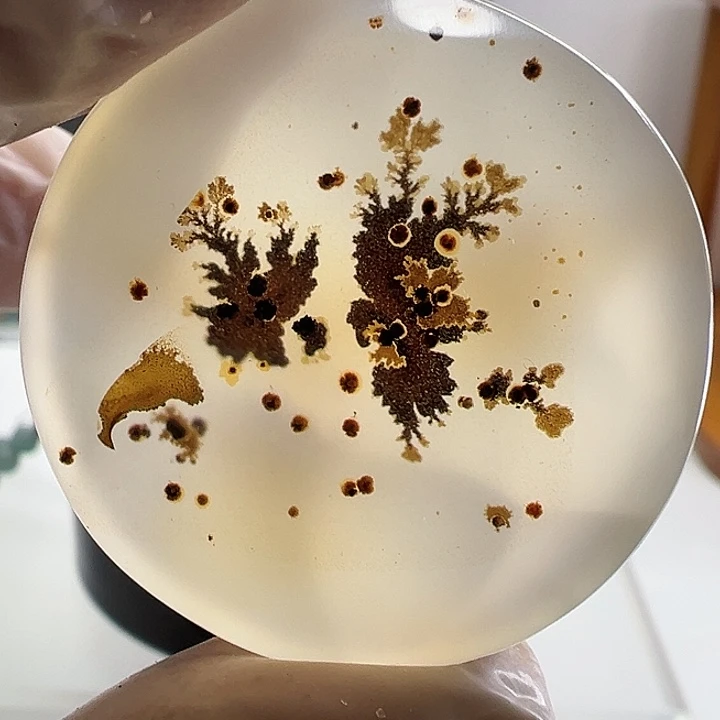 海洋玉髓 何首乌精灵