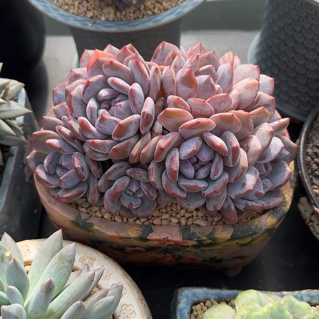 韩橙 群生 一物一拍