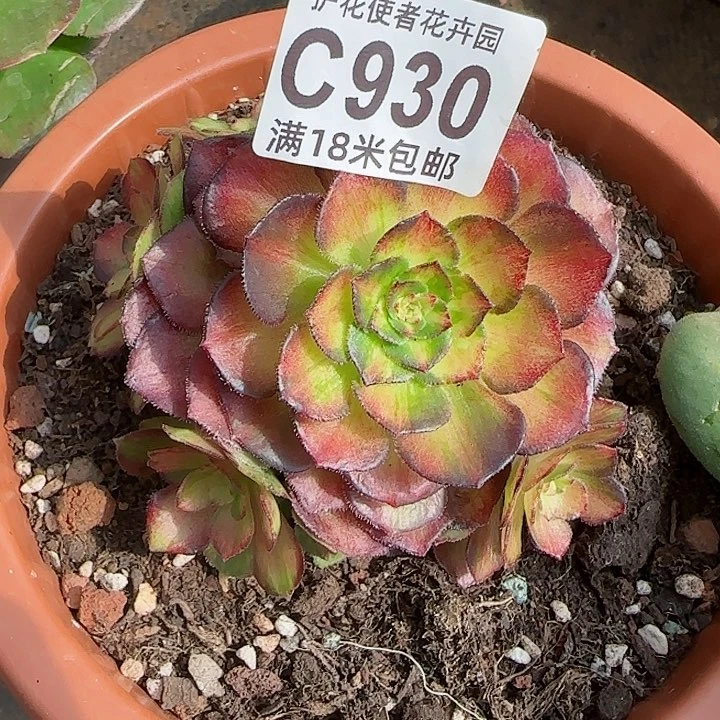 多肉法师海王七彩