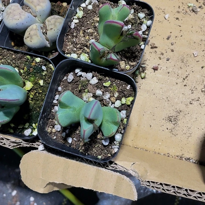 少将6.8带盆土发货