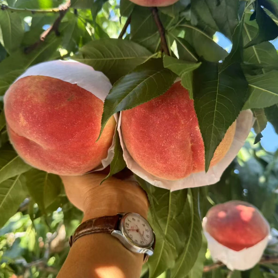 5颗日本高糖t014一年桃苗（8月底成熟）桃树苗果树苗