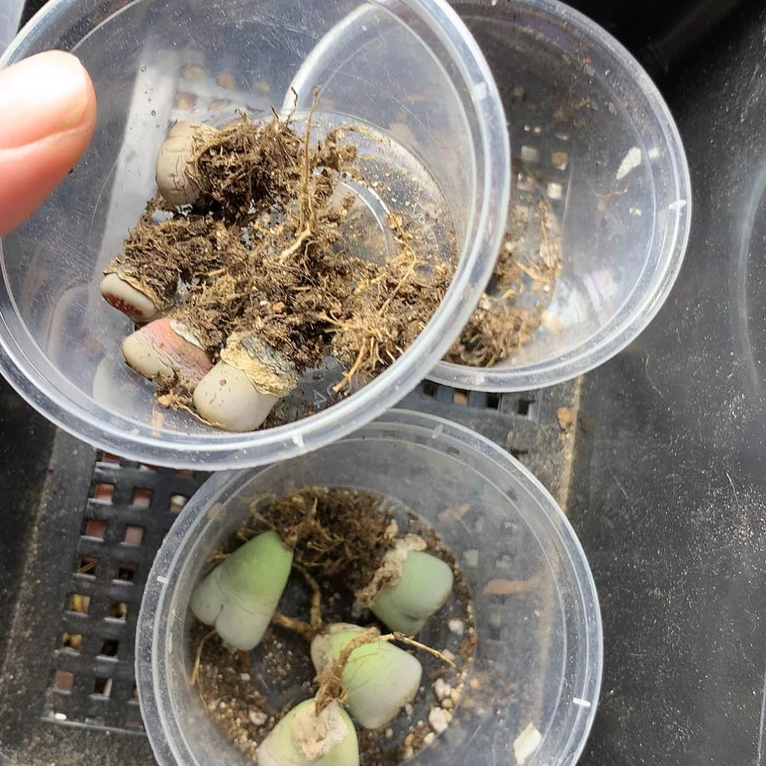 格**者Y11多肉植物保护研究所