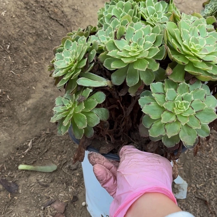 386莲花瑕疵多肉法师不包断枝