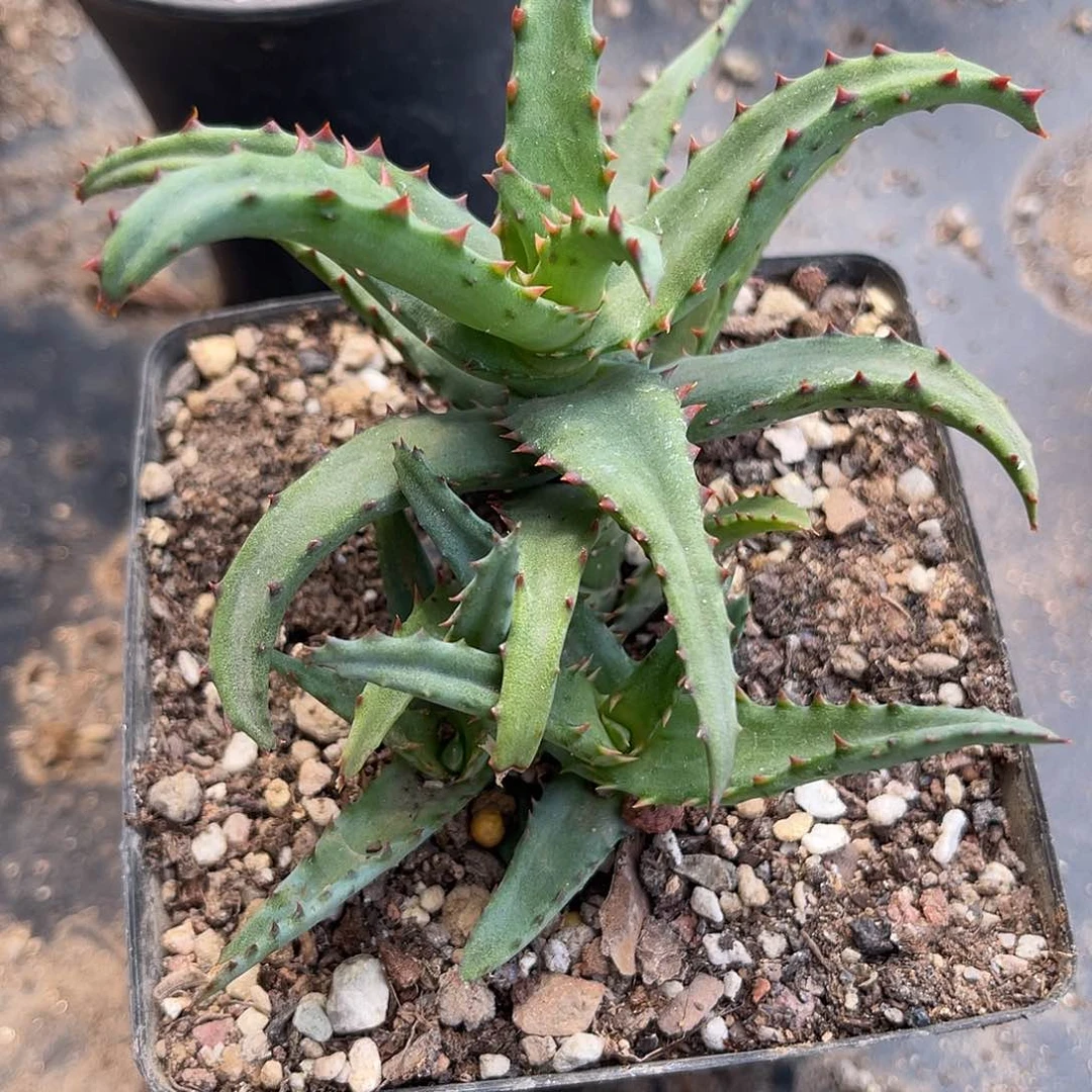 卡萨帝芦荟一物一拍