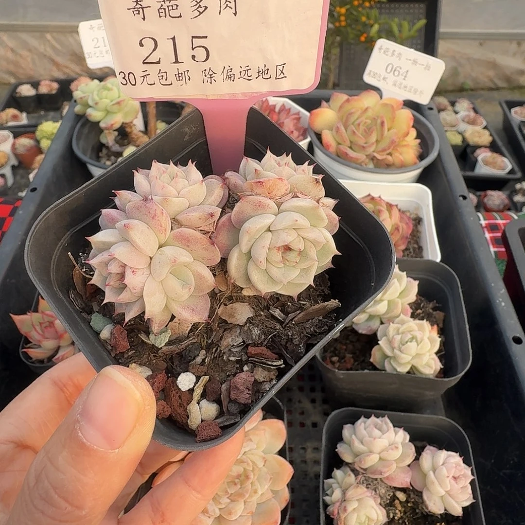 215 脱土 不包整 30元包邮非偏远