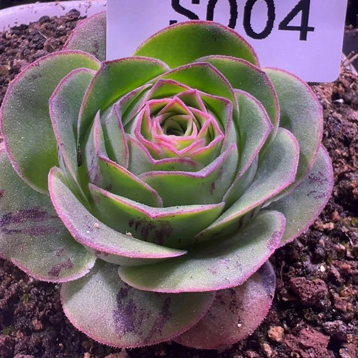 三碗004  蕾丝mex若初x各种福利