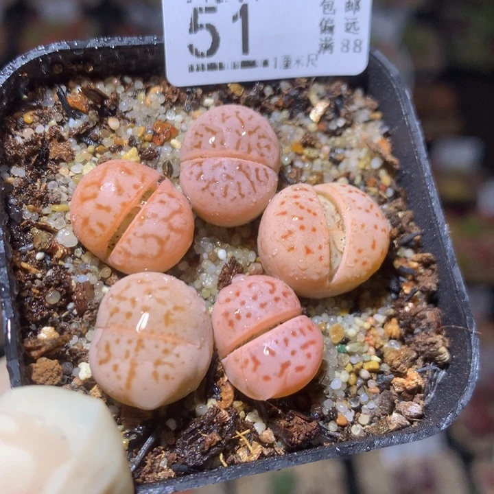 精品生石花217.51