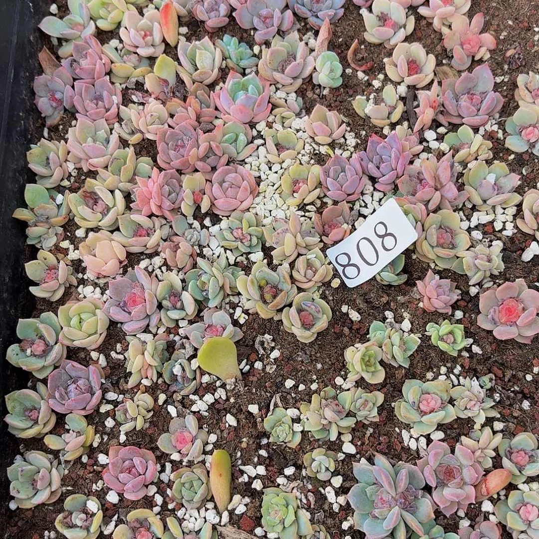 多肉植物多肉植物808