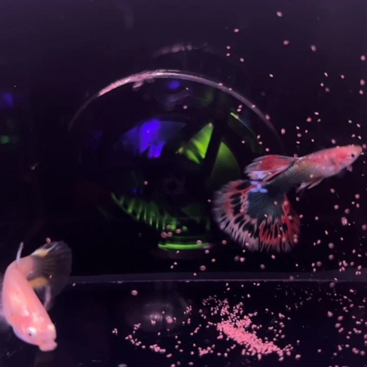 孔雀鱼半月尾豹纹1对