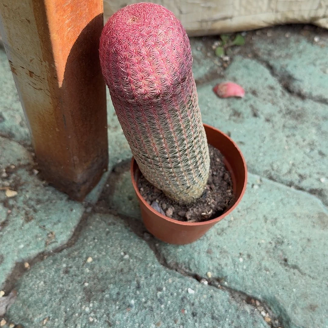 红太阳大单头多肉植物