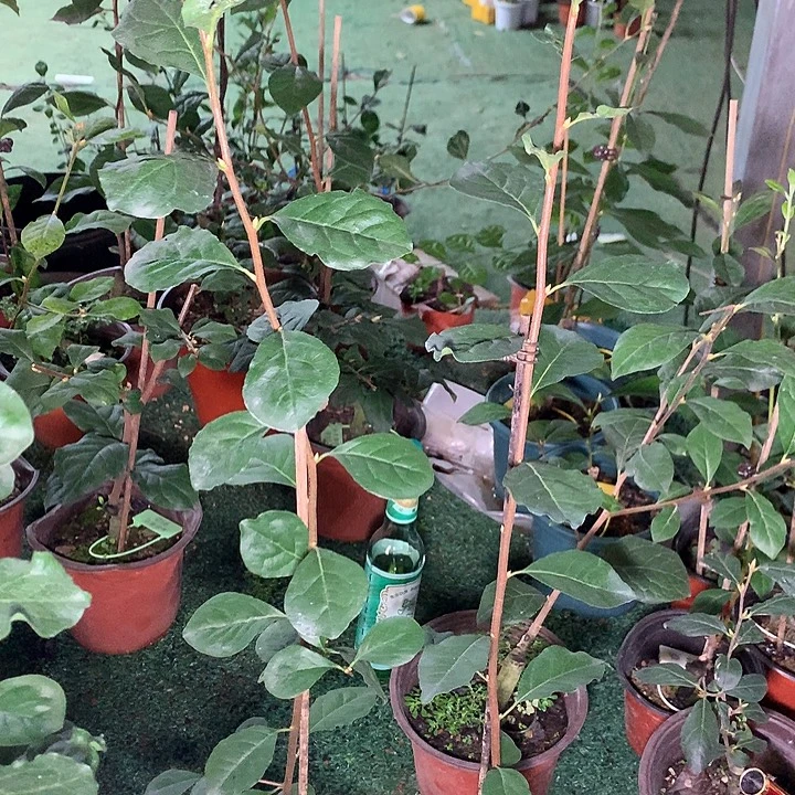 完全开放平泉42.8