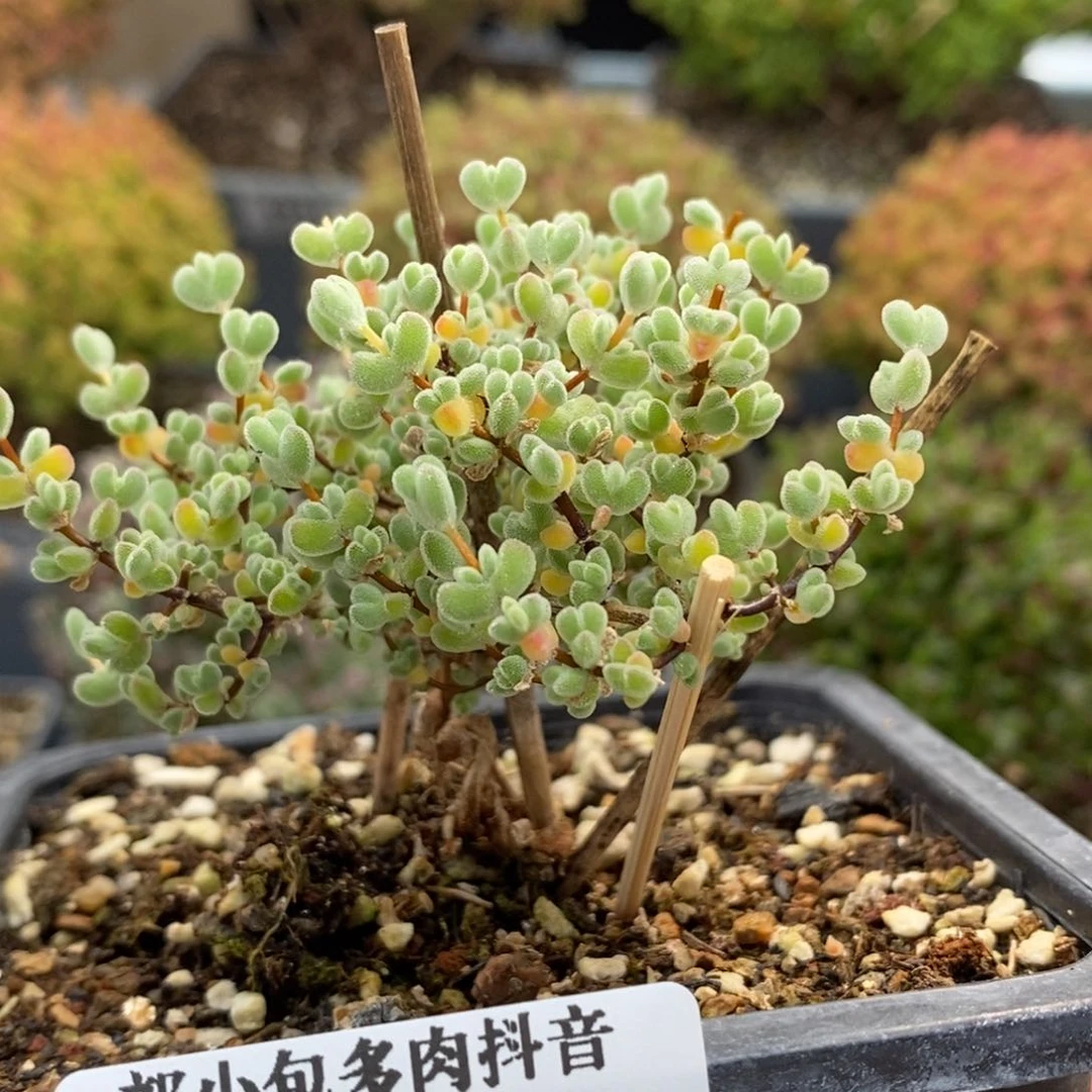 ?*实生莱斯6115枝干番杏