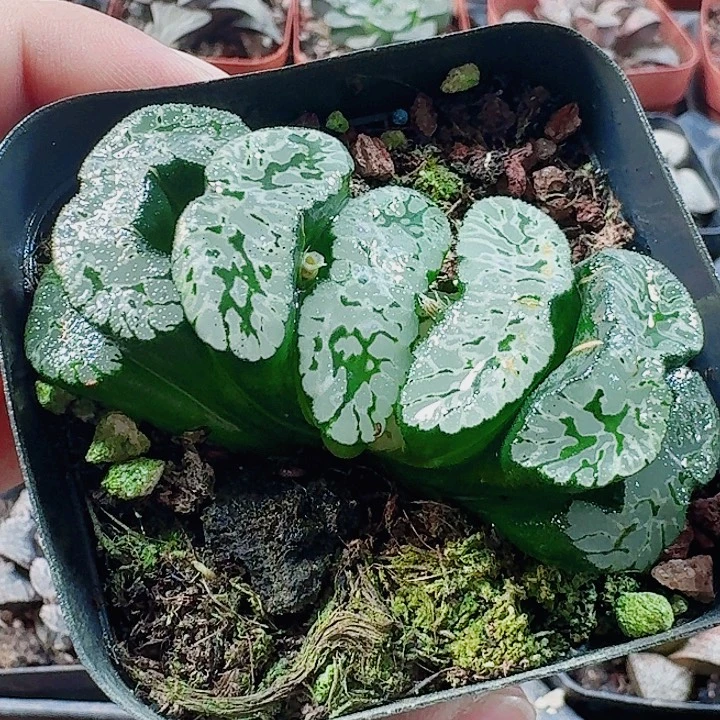 无花朵十二卷 玄武玉扇福利