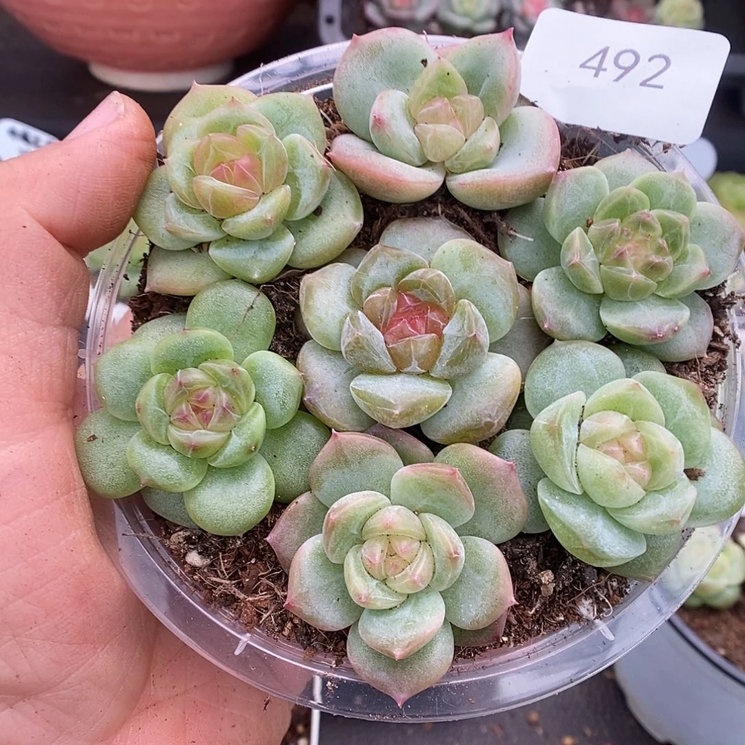 一物一拍一物一拍926-492