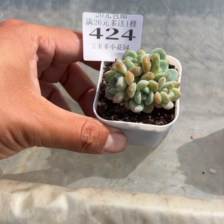 ****滑424号量拍多肉满20元包邮满26送一颗下午发