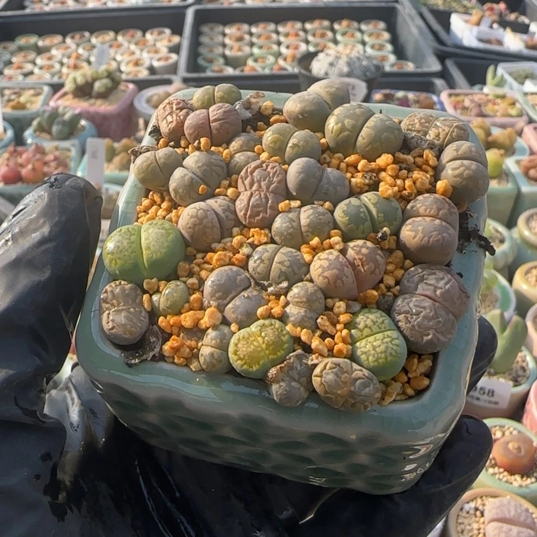 1962--一物一拍 带盆