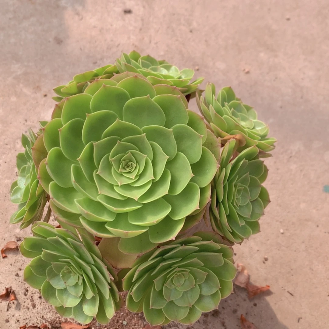 万圣节手盆花9头起发货