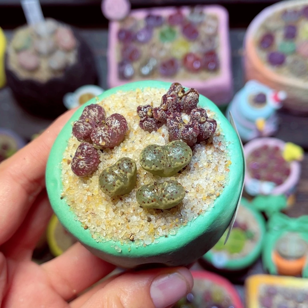 200生石花带盆发1