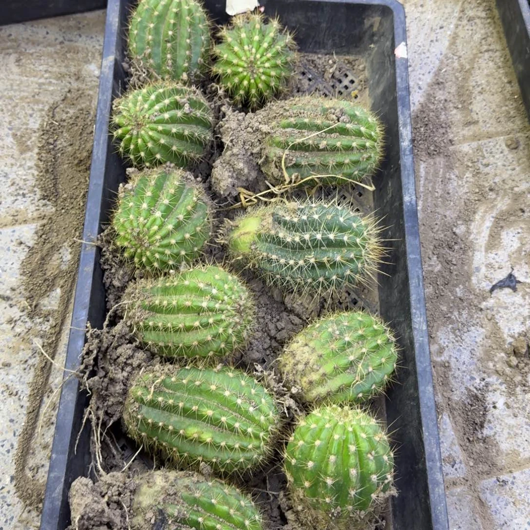 330新品毛花柱根脱土发货斑7公分左右