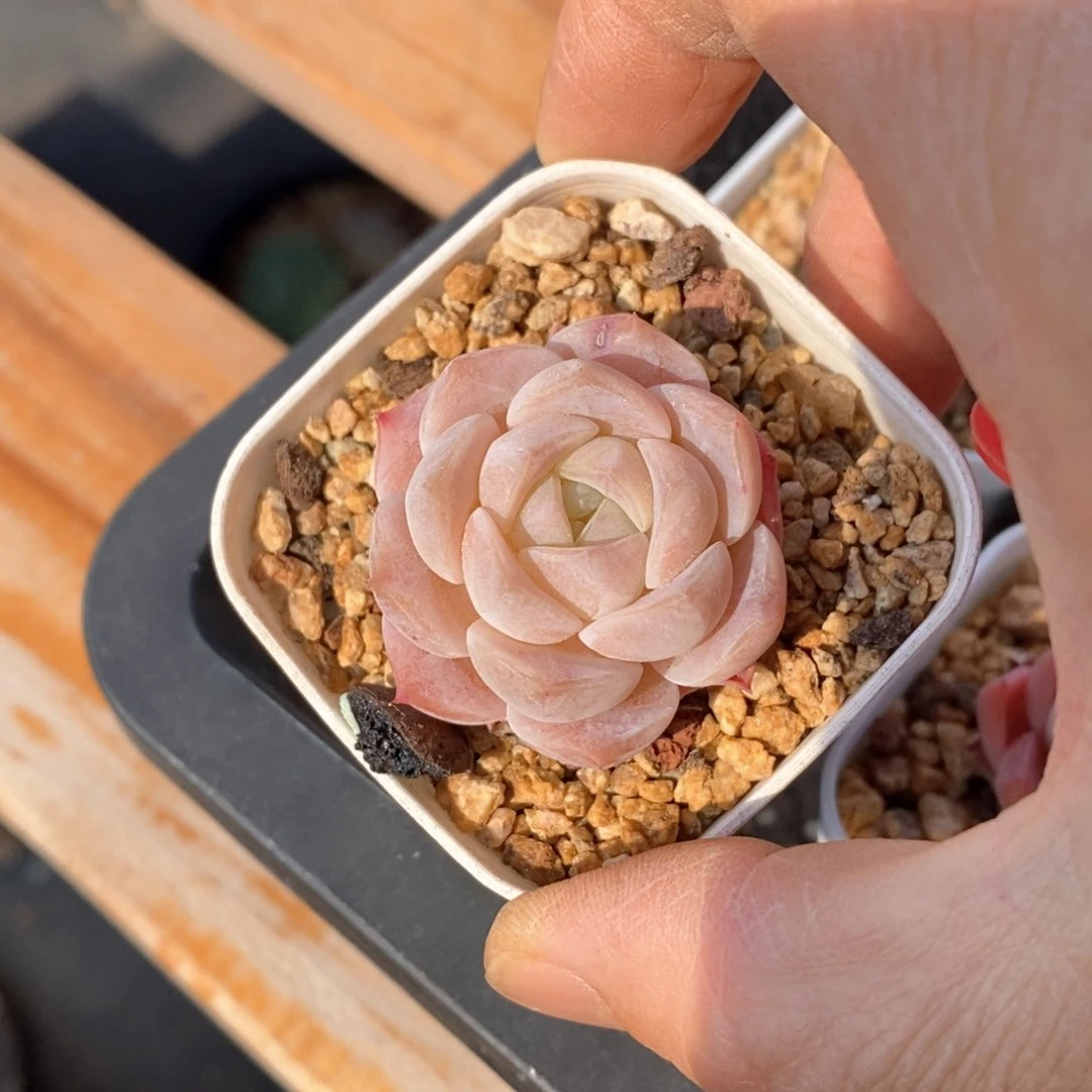 精品多肉一物一拍不包整38