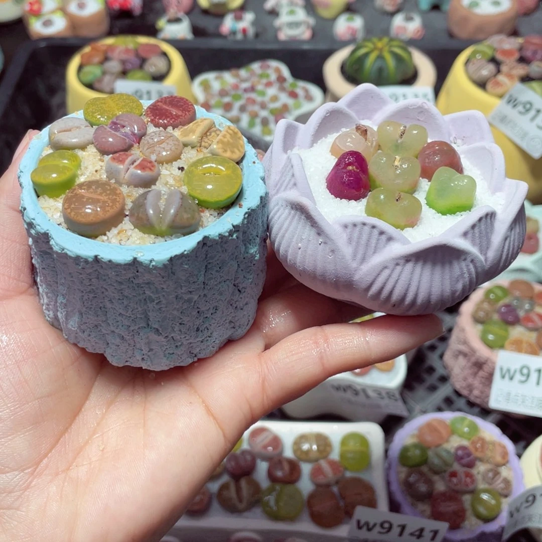 w9151 带盆土发货-零下地区拍保温箱