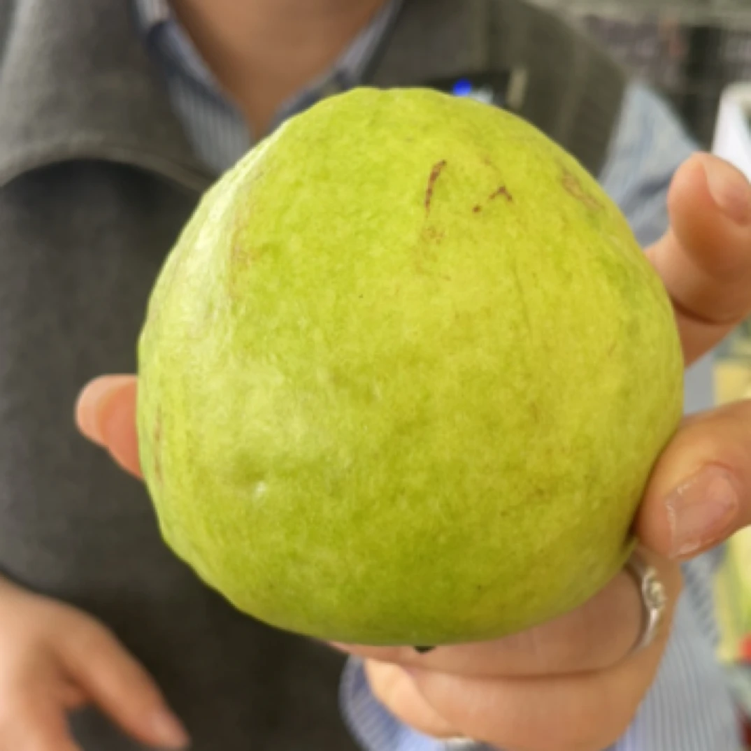 《四季优选》芭乐 一箱毛重2斤半（顺丰包邮，今天拍明天准到）