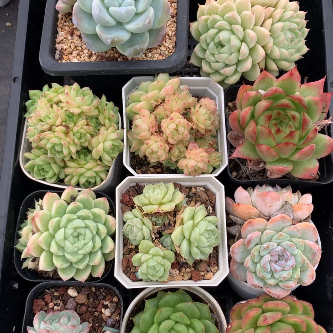 1017-51 套餐一组