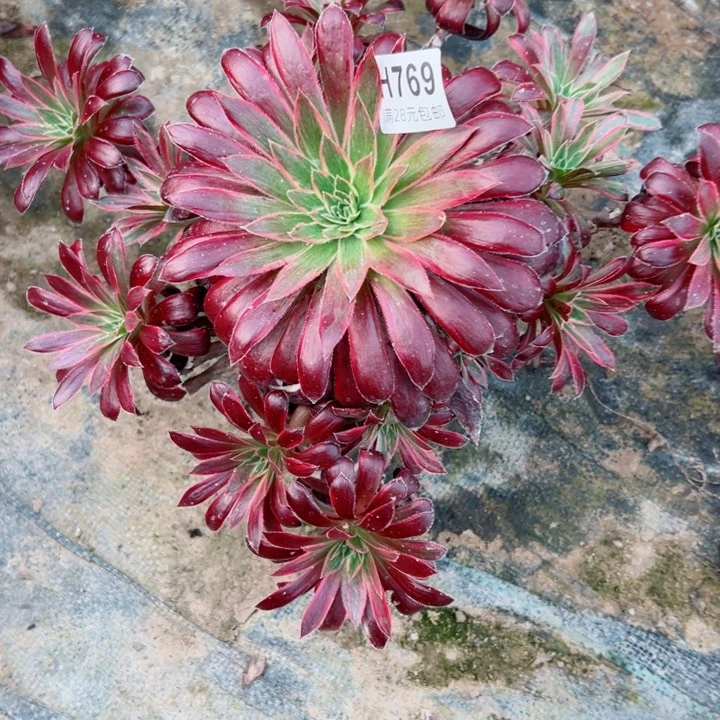 769惊鸿多肉zh只