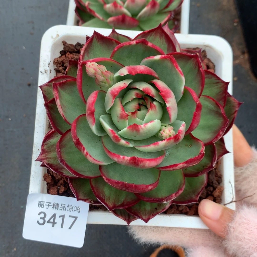 3417一物一拍12厘米