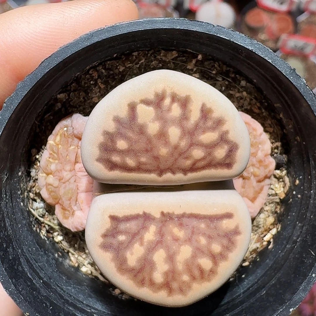 暴*美生石花等11111111。   307