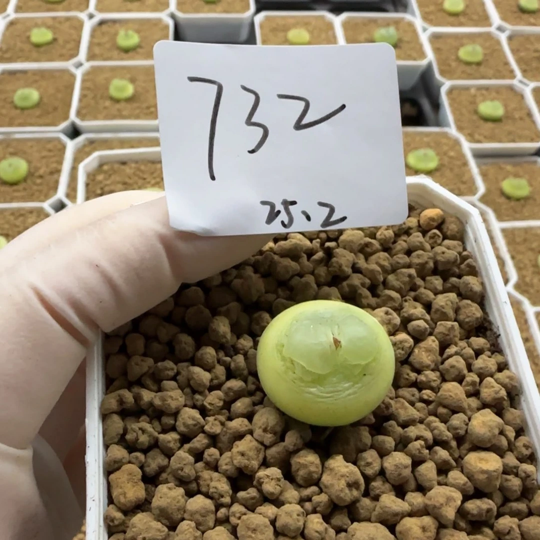 ?***?肉多肉多肉2025-732