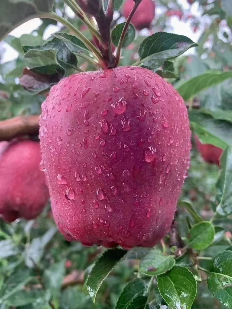 【脆甜多汁】甘肃天水正宗花牛苹果新鲜采摘现摘现发当季整箱包邮