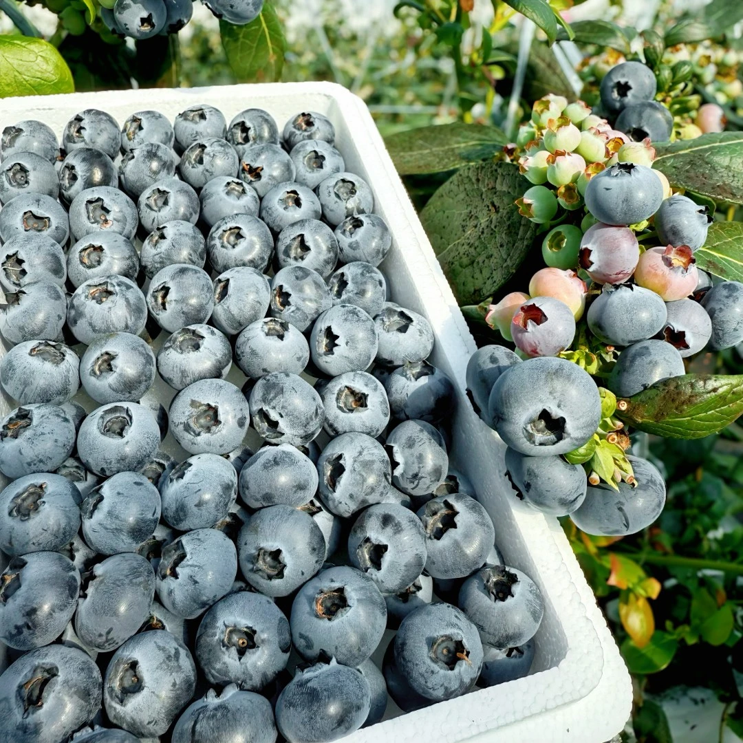 丹东25花香蓝莓 脆香甜 头茬基地直采 100g/盒 4盒/6盒顺丰包邮