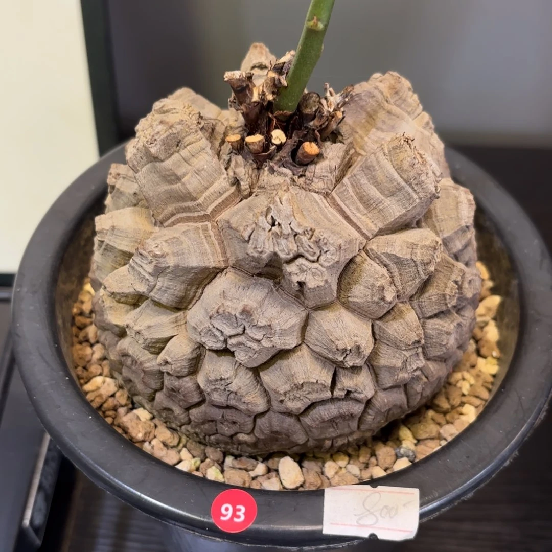 10号龟甲龙带盆包邮