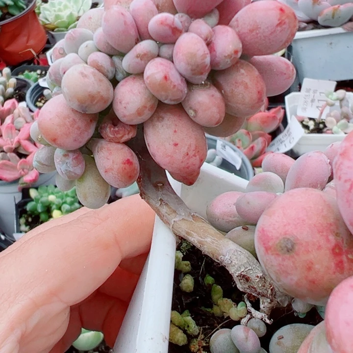 桃精灵缀多肉植物179
