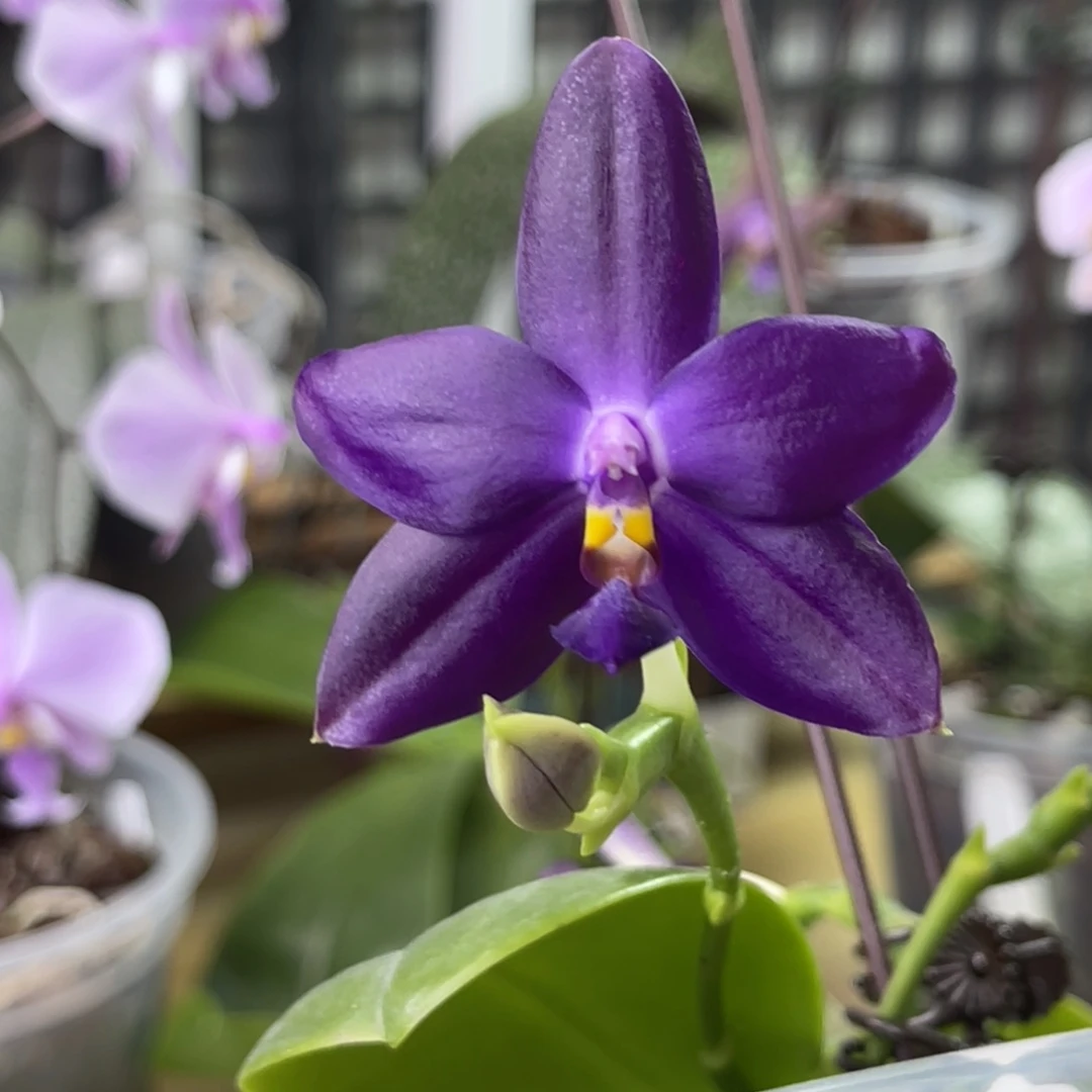 完全开放蓝彩虹-1180