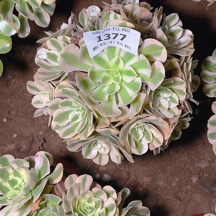 1377粉女巫多肉植物