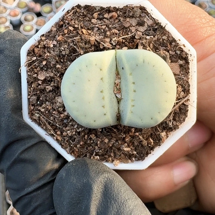 生石花1111。   280