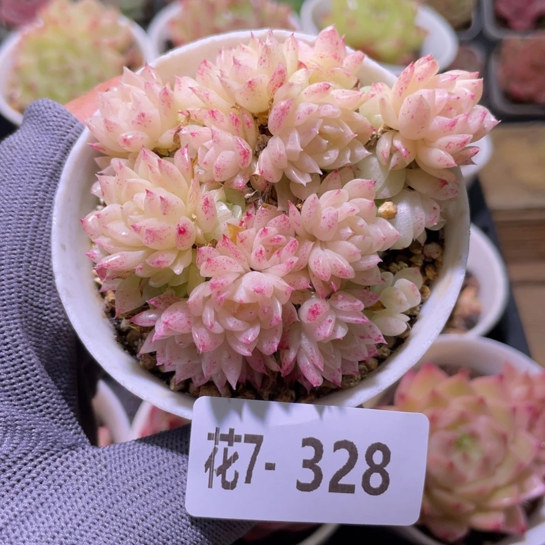 花利美7-328麦秆群