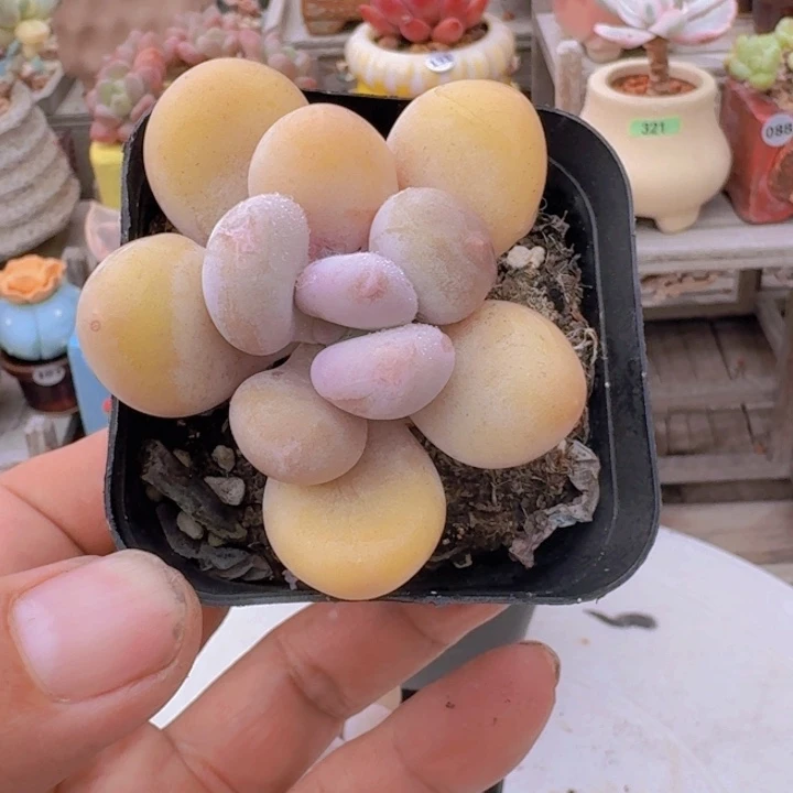 蛋黄奶多肉植物14.8