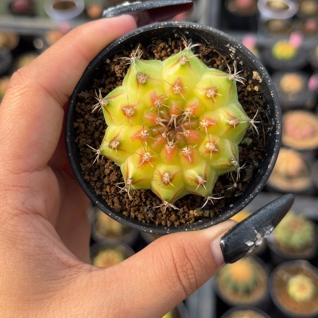 泰系轮回 带盆土发货