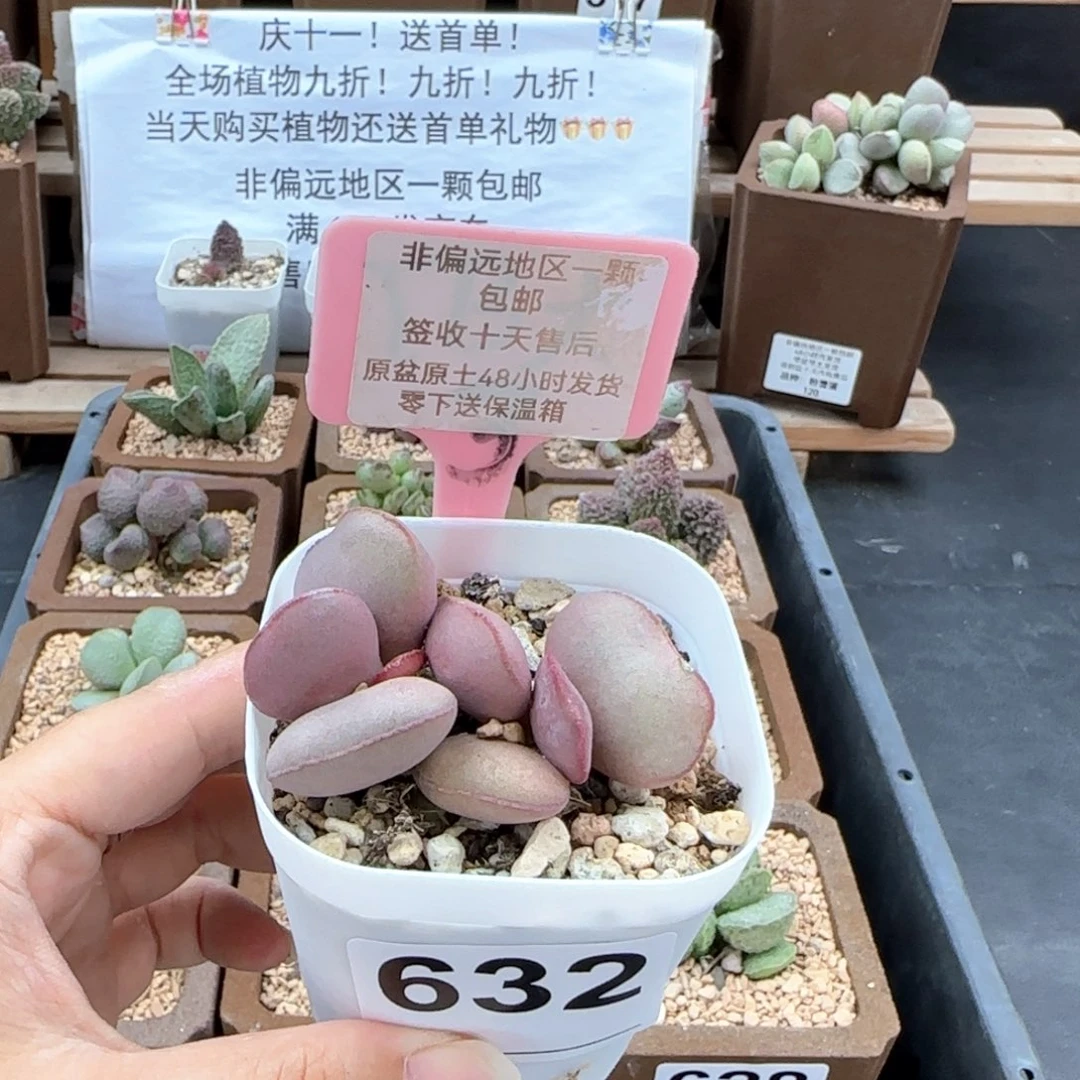 632白肌红蛋微瑕多肉植物