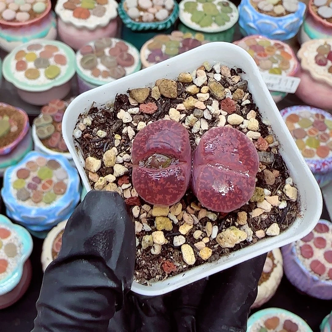 生石花满18包邮0104-122