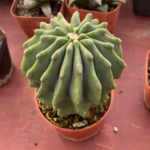 无刺王冠龙8仙人球