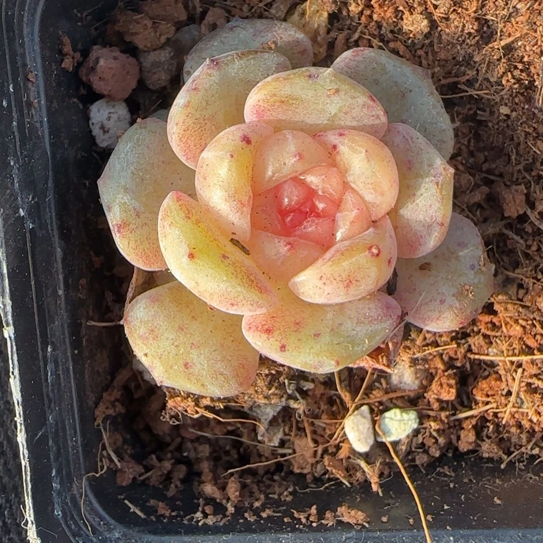 多肉小卡拉米糖心一物一拍