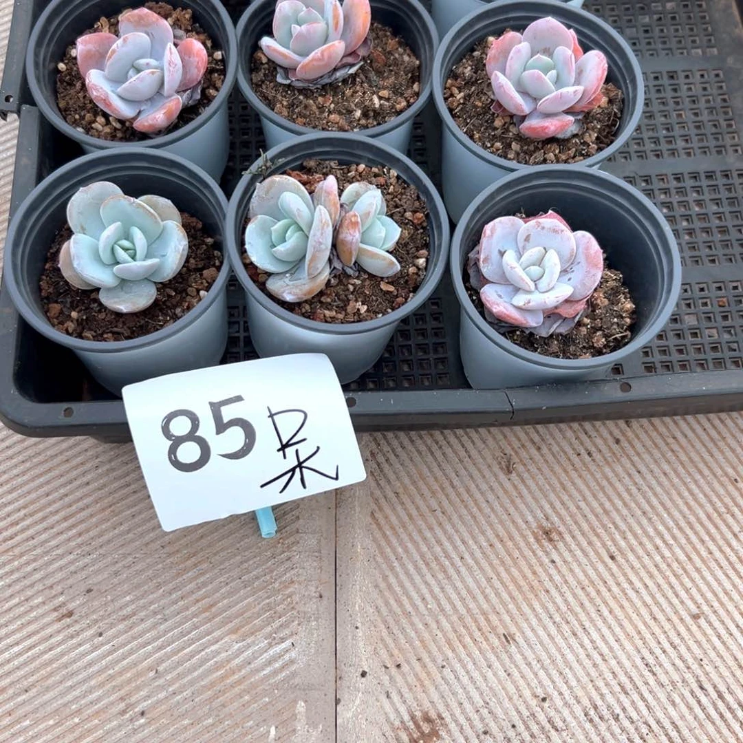 王****呆85）啊个好喜欢不错呢