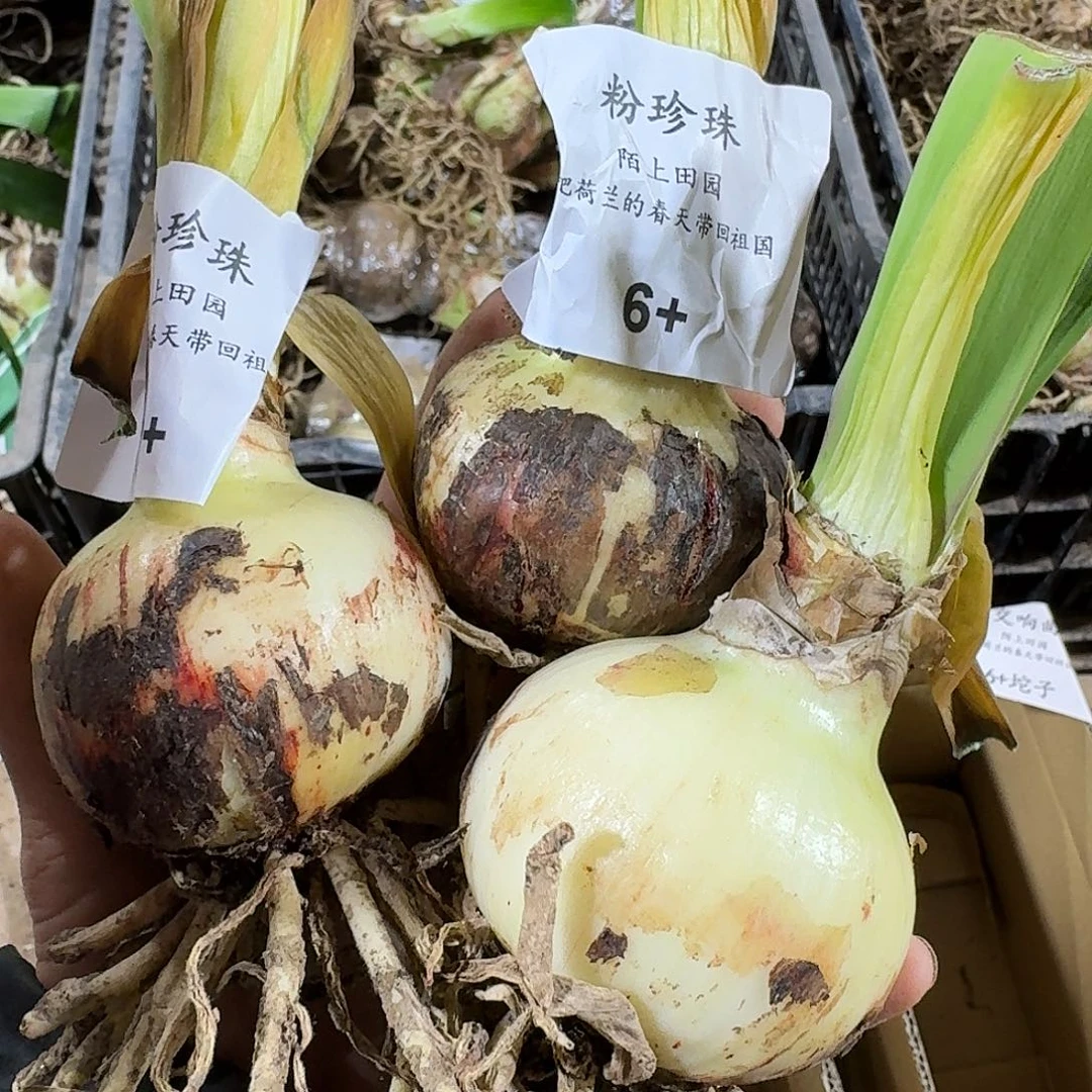 粉珍珠6cm裸球发