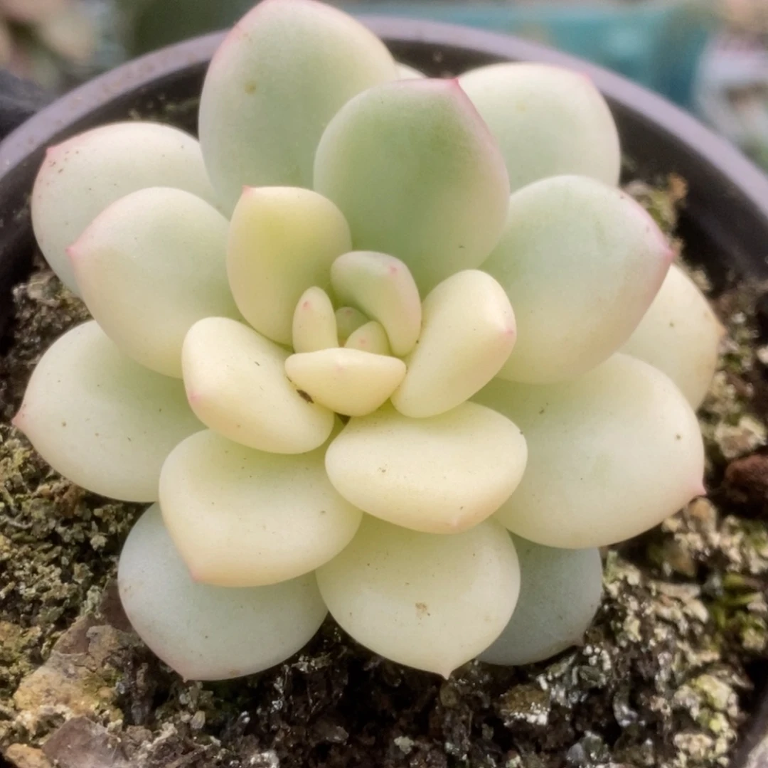 012新香水锦锦锦锦锦锦